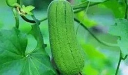 三瓜吃瓜,夏日消暑新风尚，瓜果盛宴来袭