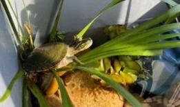 淼淼吃瓜最新视频,揭秘娱乐圈最新热点事件