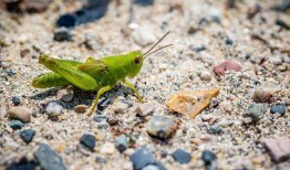 蚂蚱吃不吃瓜,揭秘昆虫食性之谜