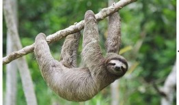 树懒游戏解说吃瓜,吃瓜群众眼中的游戏世界