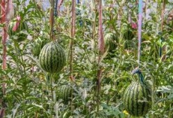 重庆高温吃瓜,重庆夏日高温下的清凉“瓜”事