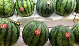 西瓜神仙吃瓜,揭秘夏日消暑美食的神奇魅力