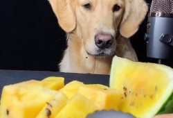 网传黄毛吃瓜,网络热议背后的真相与反思