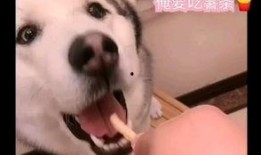 二狗直播吃瓜,揭秘娱乐圈幕后真相