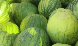 喜欢吃籽瓜,探寻美味籽瓜的独特魅力