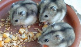 仓鼠可以吃白瓜嘛,白瓜是否适合作为仓鼠的美食？