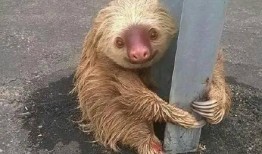 树懒游戏解说吃瓜,吃瓜群众眼中的游戏世界