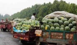 公路车路边吃瓜,悠闲吃瓜，感受骑行生活之美