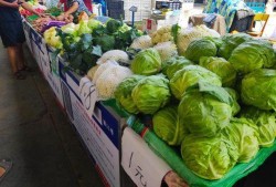 临沧大妈吃瓜,一场别开生面的“吃瓜”盛宴