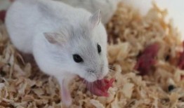 仓鼠可以吃白瓜嘛,白瓜是否适合作为仓鼠的美食？