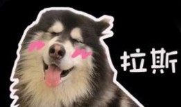 二狗直播吃瓜,揭秘娱乐圈幕后真相