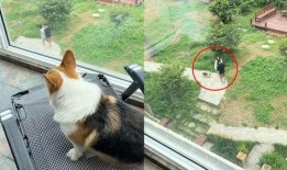 小狗吃瓜楼下打架,一场楼下的“打架”事件