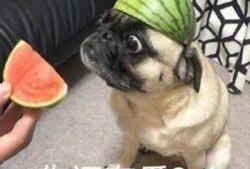 自爆吃瓜,揭秘网络舆论场的狂欢与反思