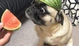 自爆吃瓜,揭秘网络舆论场的狂欢与反思