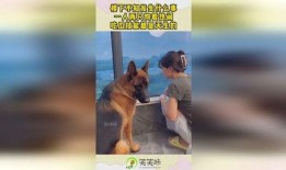 小狗吃瓜楼下打架,一场楼下的“打架”事件