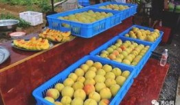 影楼吃瓜群视频,幕后故事与行业真相