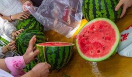 吃瓜技术视频,跟随技术视频解锁美味秘诀