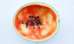 吃瓜刀勺,刀勺组合，解锁夏日美食新境界