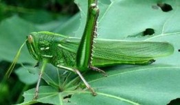 蚂蚱吃不吃瓜,揭秘昆虫食性之谜