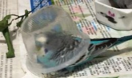 吃瓜小蓝人,揭秘娱乐圈背后的故事