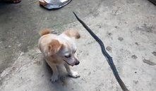 小狗吃瓜楼下打架,一场楼下的“打架”事件