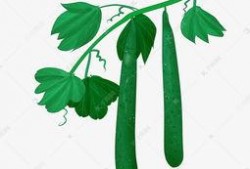 吃瓜头像插画素材,吃瓜头像插画素材背后的趣味故事