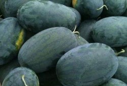 梦见妻子看瓜吃瓜,妻子共赏瓜果的温馨瞬间