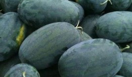 梦见妻子看瓜吃瓜,妻子共赏瓜果的温馨瞬间