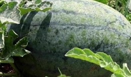 滕州最新吃瓜,揭秘背后真相与热议焦点