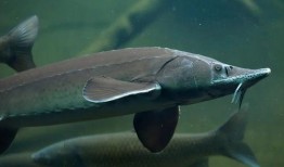 吃瓜系统鱼幼薇,吃瓜系统中的美食探索之旅