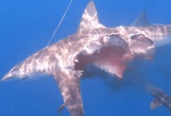 鲨鱼吃瓜吃鸡图片搞笑