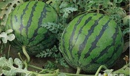 吃瓜吃半个,探寻美食与生活的和谐共鸣