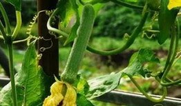 帝王吃瓜群,揭秘古代帝王间的趣味互动