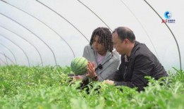 成都世界线吃瓜,吃瓜群众的美食探秘之旅