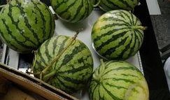 江西吃瓜网,揭秘江西本土美食背后的故事与传说