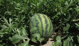 吃瓜吃到自己县城了,一场县域级网络热点的狂欢