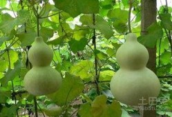 吃的葫芦瓜,探寻家常与创意的完美融合