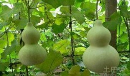 吃的葫芦瓜,探寻家常与创意的完美融合