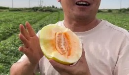 怎么吃民勤瓜,解锁美味新体验