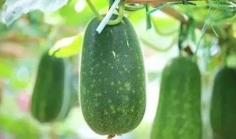 东北人说吃瓜是什么意思,吃瓜背后的趣味与内涵