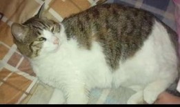 猫咪在线吃瓜视频,猫咪在线观看吃瓜视频，萌态十足