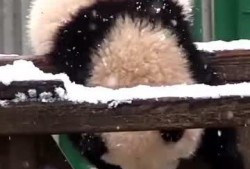 吃瓜小熊歌曲,趣味横生的夏日旋律之旅