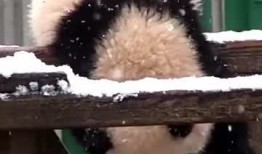 吃瓜小熊歌曲,趣味横生的夏日旋律之旅