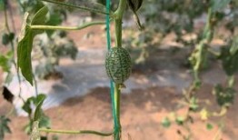 桃红吃大瓜,揭秘甜蜜背后的故事