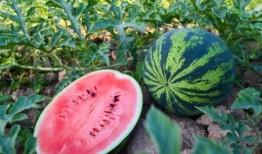 吃瓜网新,揭秘网络舆论新势力崛起背后的故事