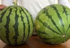 小伙偷瓜吃,小伙的夏日“甜蜜”冒险