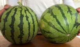 小伙偷瓜吃,小伙的夏日“甜蜜”冒险