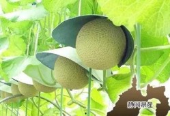 吃瓜秒变猴,揭秘神奇生物的神奇转变