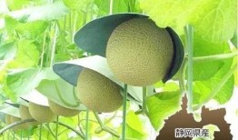 吃瓜秒变猴,揭秘神奇生物的神奇转变