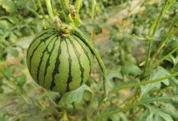 红色小瓜怎么吃,探索美味与营养的完美结合